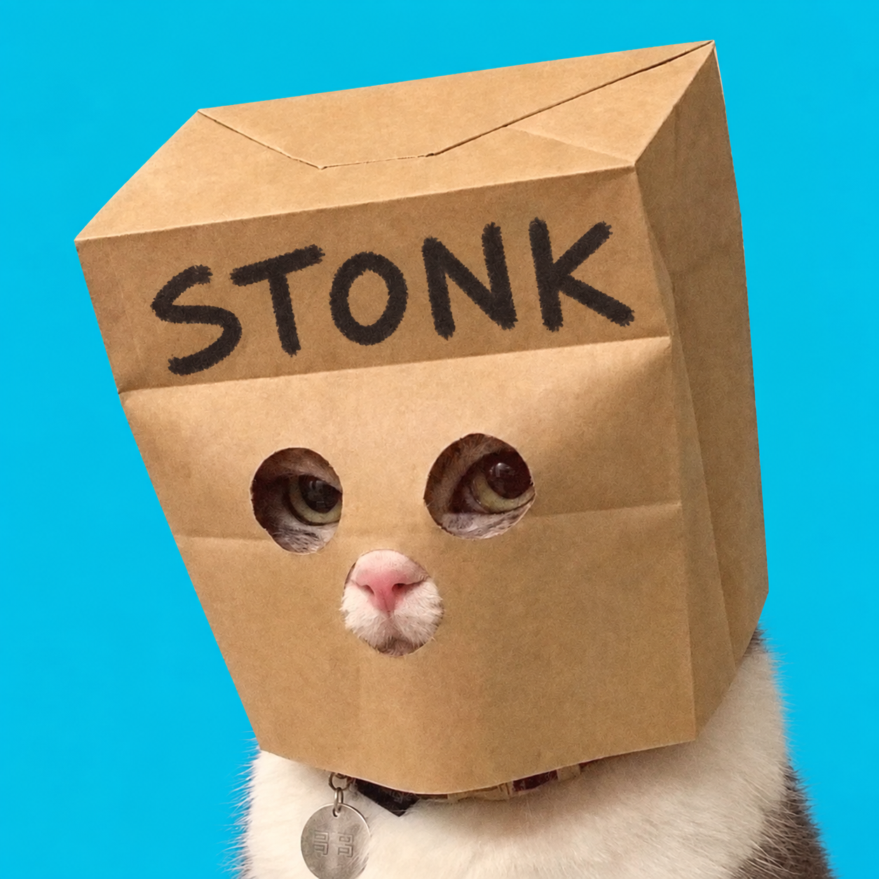 The original STONKCAT portrait against a bright blue background
